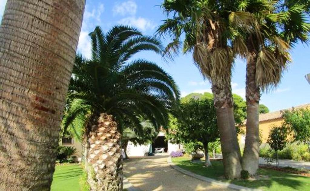 un groupe de palmiers dans un parc dans l'établissement Appartement de 2 chambres avec vue sur la ville jardin clos et wifi a Vias a 3 km de la plage, à Vias