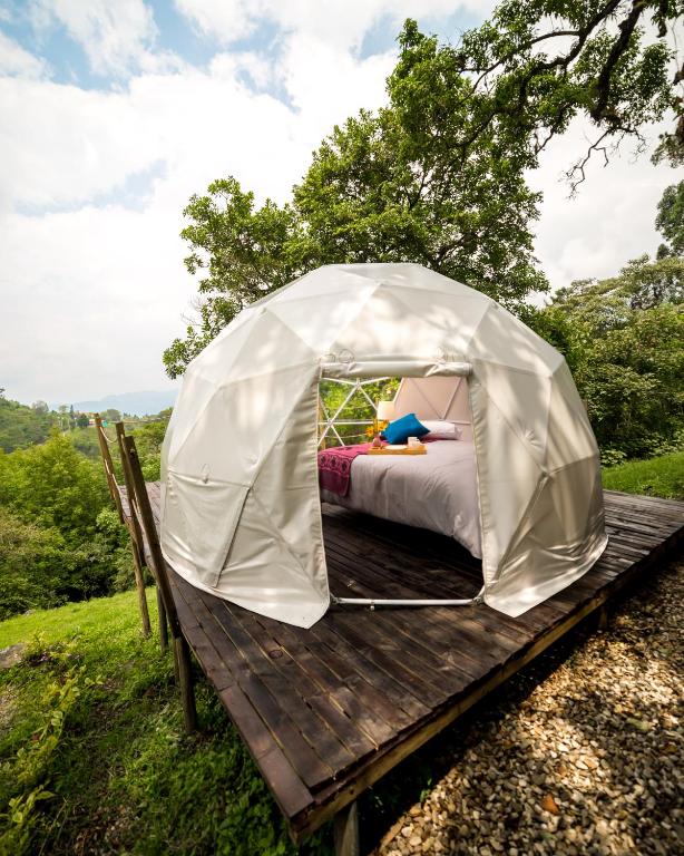 Salvia Glamping