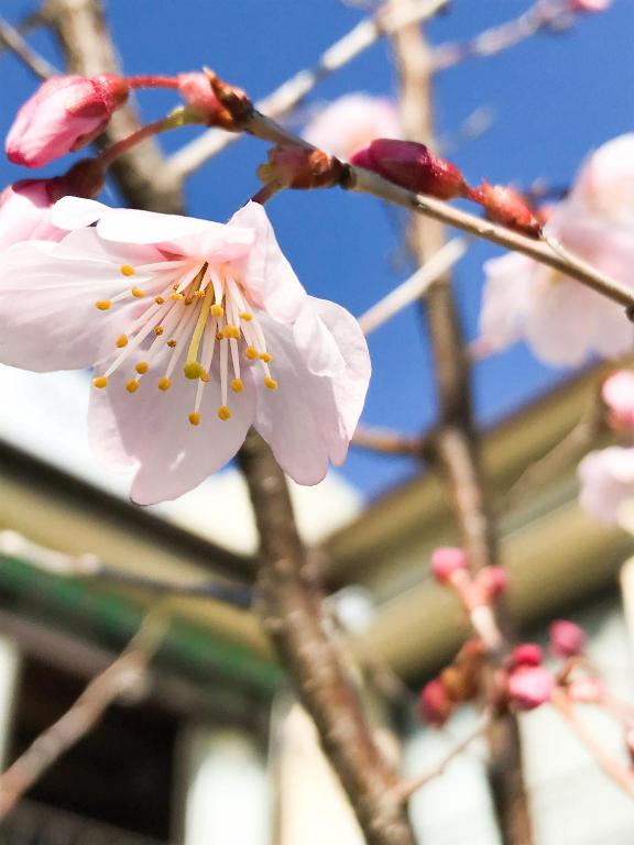 Fotografie z fotogalerie ubytování Guesthouse Nishihara v destinaci Atami