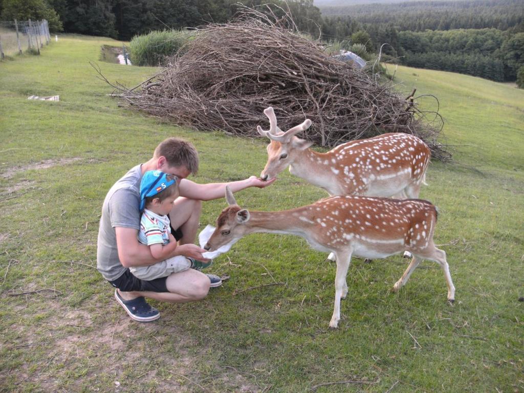 Zvířata v apartmánu nebo okolí
