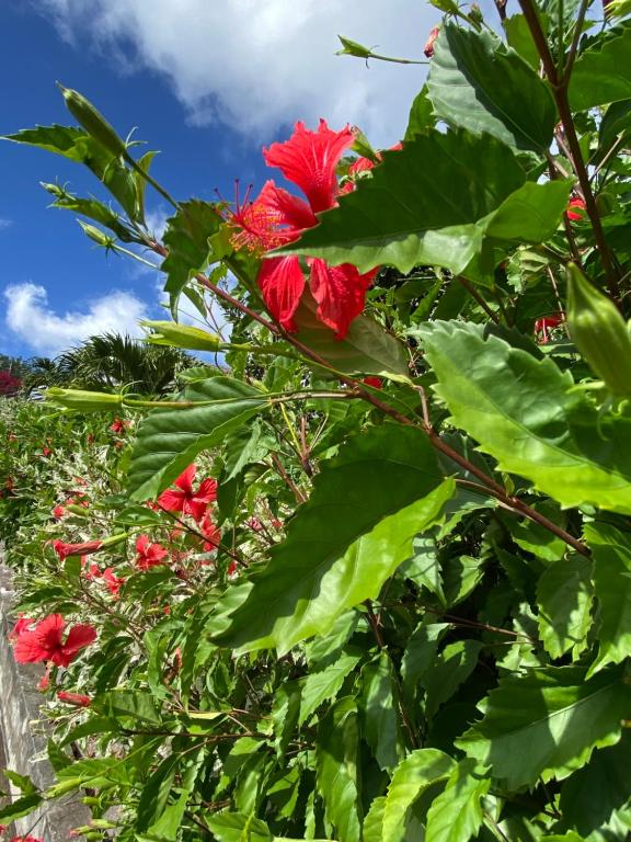 Un jardín fuera de Locations Morne aux Vents