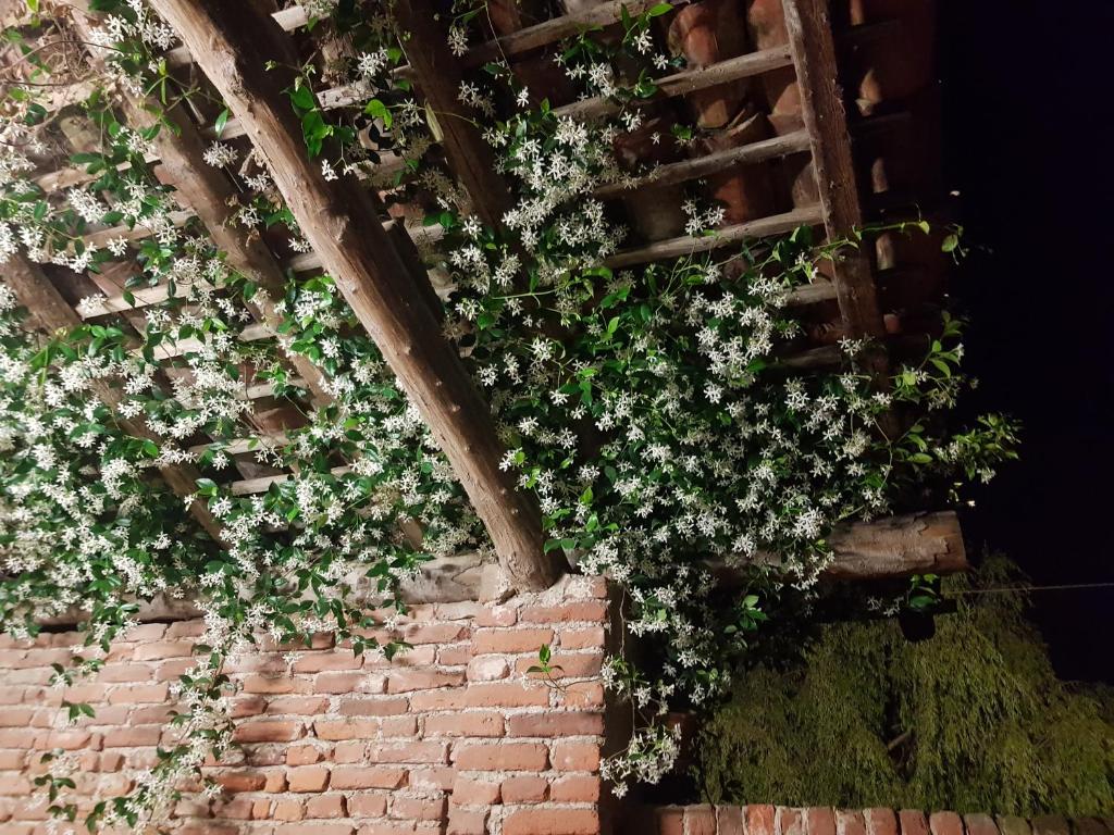 Az.Agr.Cascina Moretta في Momo: جدار من الطوب مع الزهور البيضاء عليه