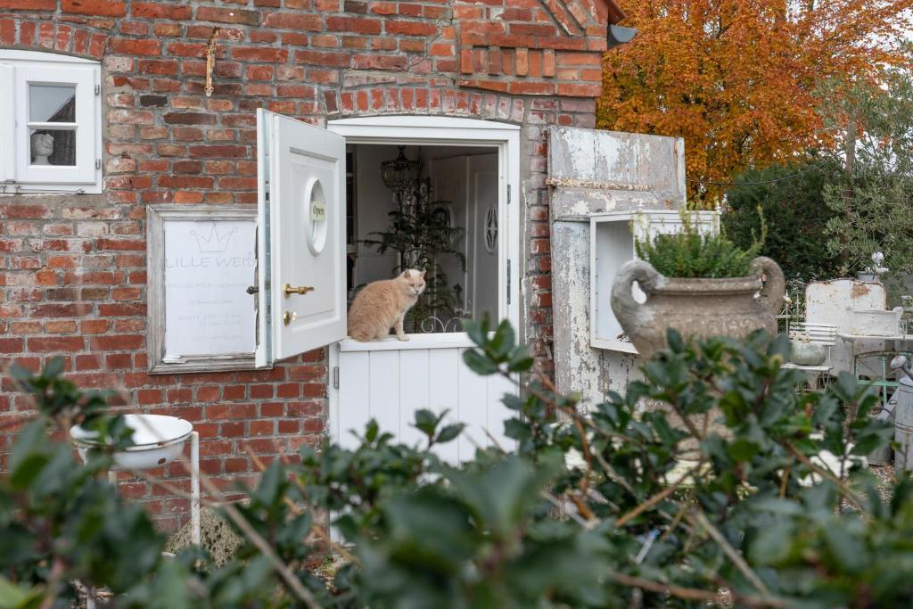 a cat sitting on a window sill of a house at Lille Weiss-KEINE MONTEURE- in Drelsdorf