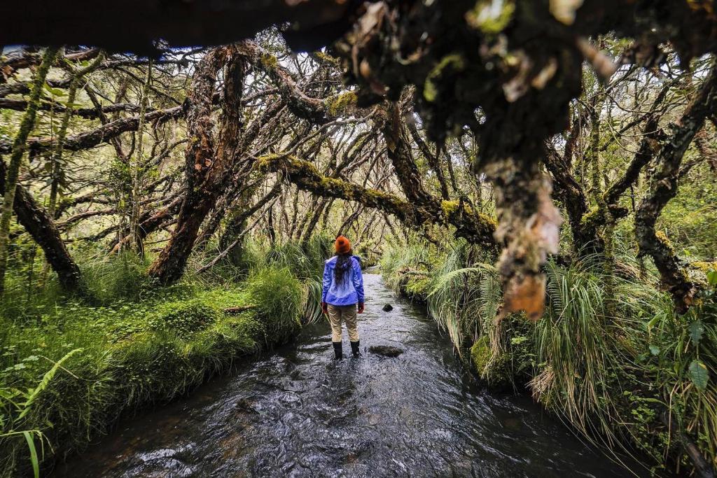 Imagen de la galería de Polylepis Lodge, en El Ángel