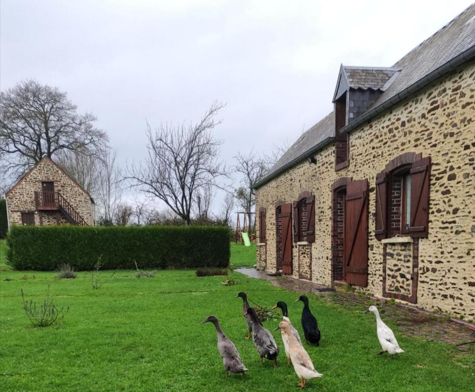 un grupo de patos caminando en la hierba junto a un edificio en Maison MooMoons, en Vaubadon
