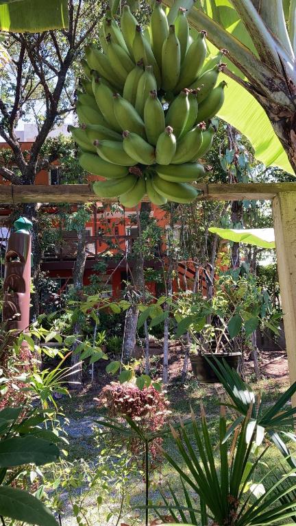  Casa Mico Leão Dourado