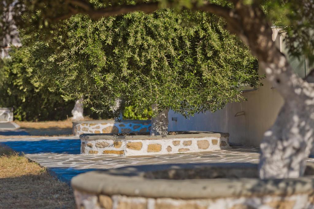 Zahrada ubytování Olive Studios Karpathos Studio #4