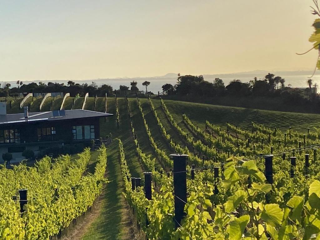 a vineyard with a building in the middle of a field at La Bodega Waiheke Island in Surfdale