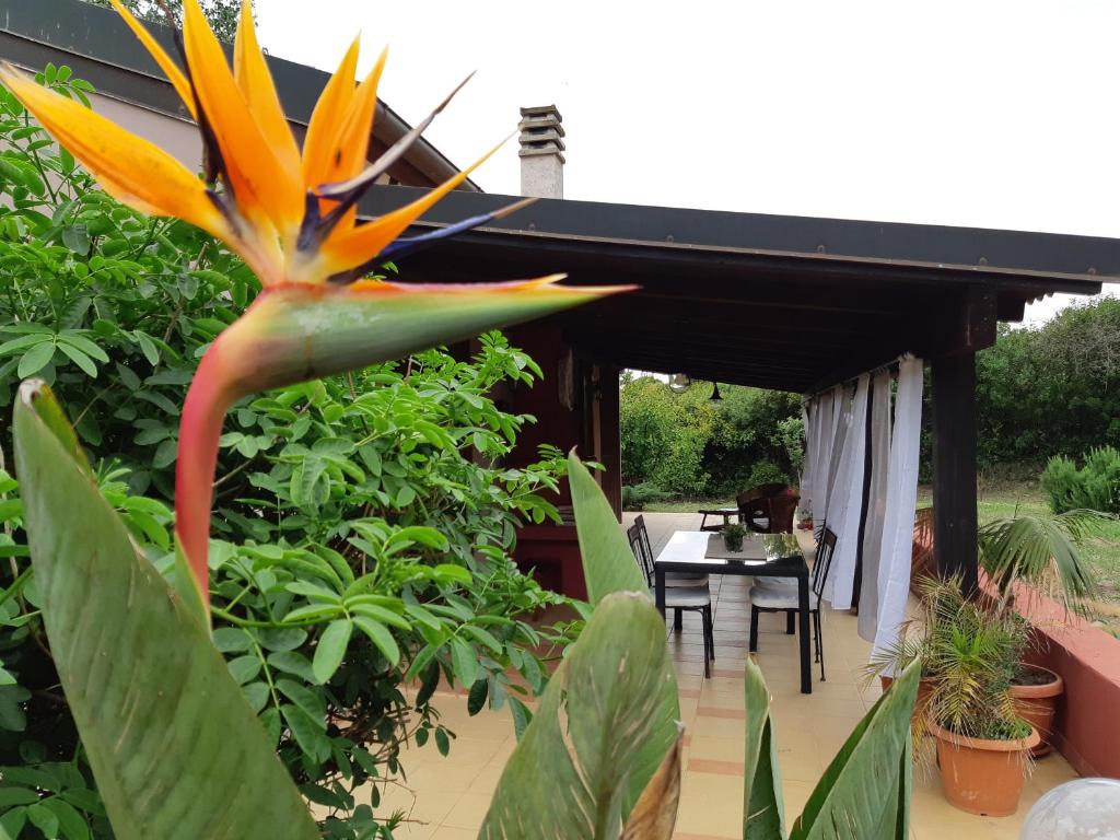 Ogród w obiekcie Laurus Jacuzzi villa Alghero Valverde 122