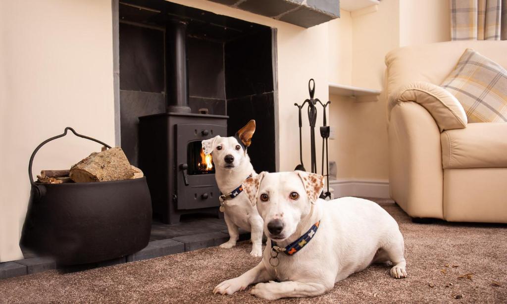 two dogs are sitting in front of a fireplace at Dovedale in Keswick