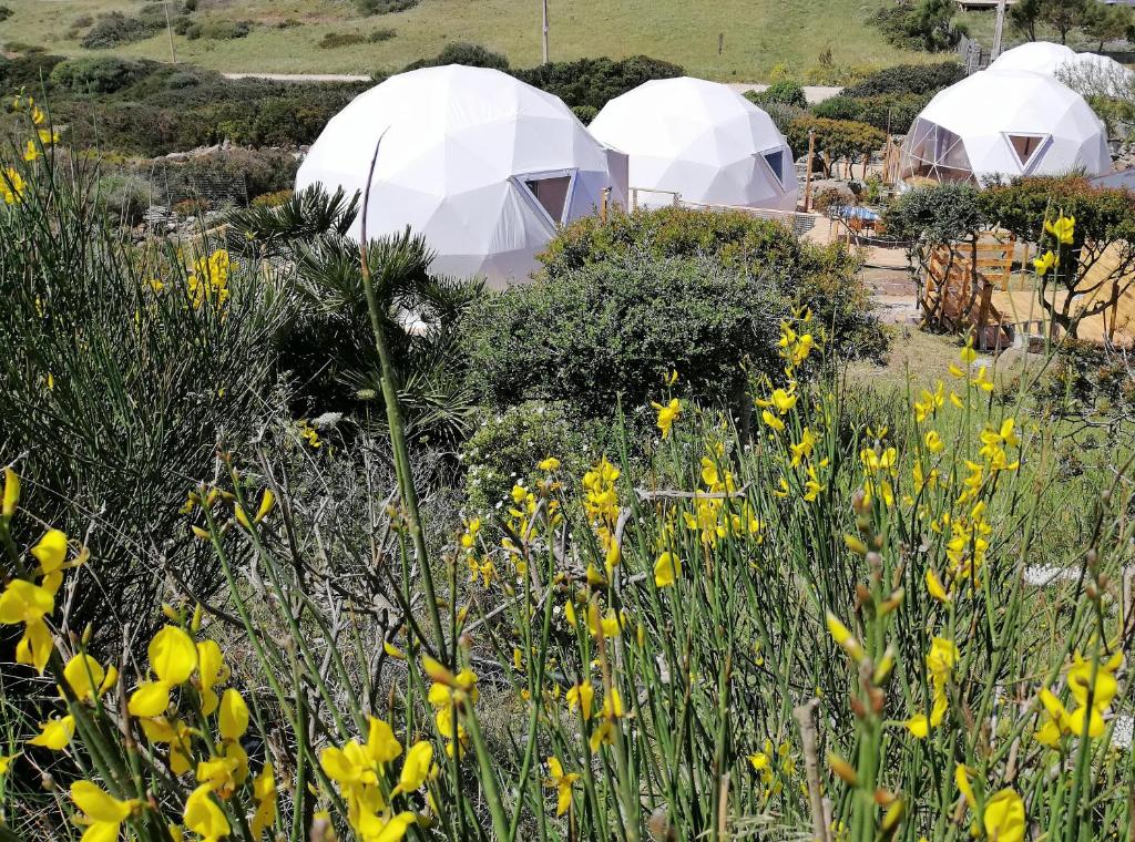 three white tents in a field of yellow flowers at B&B Glamping Semaforo Capo Sperone in SantʼAntìoco