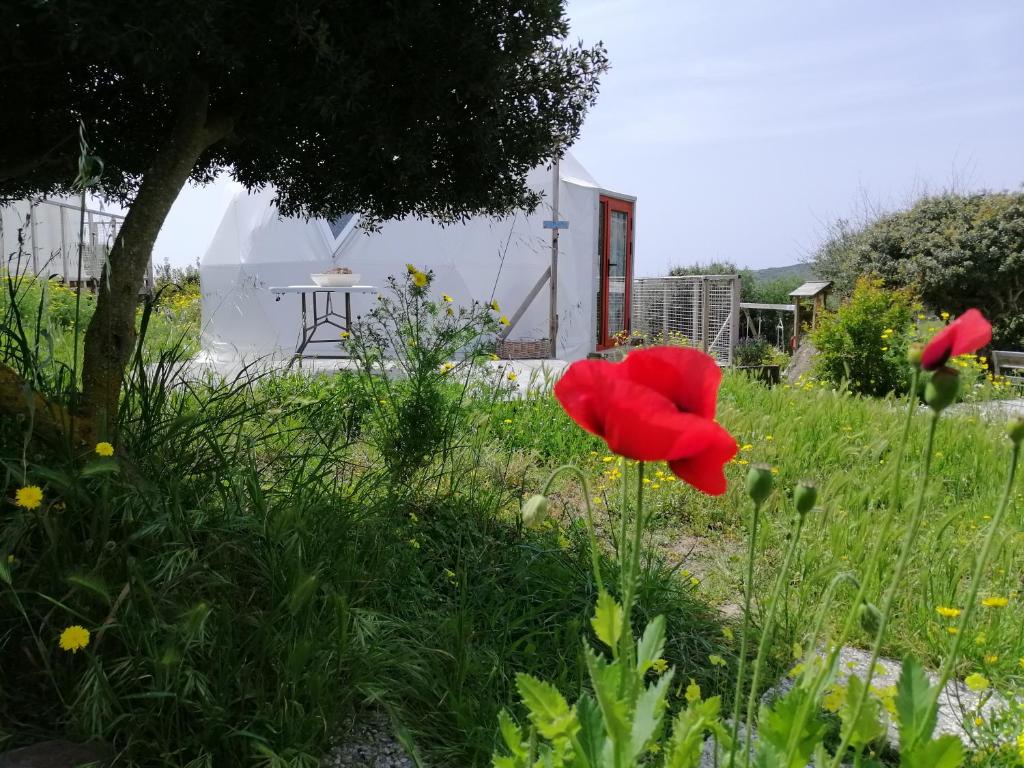 Zahrada ubytování B&B Glamping Semaforo Capo Sperone