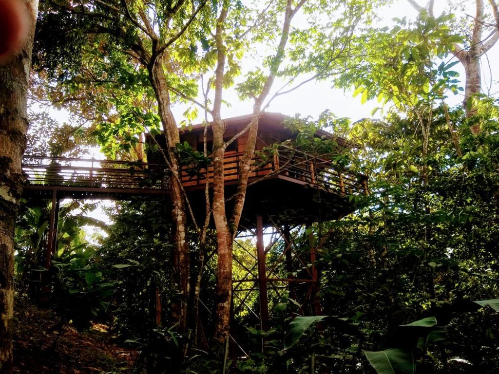 Um jardim no exterior de TREEHOUSE PILON PAVONES