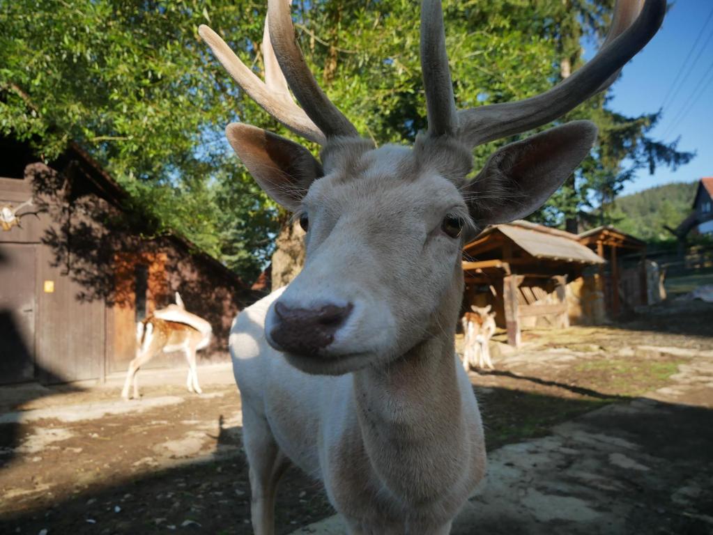 Zvířata v penzionu nebo okolí