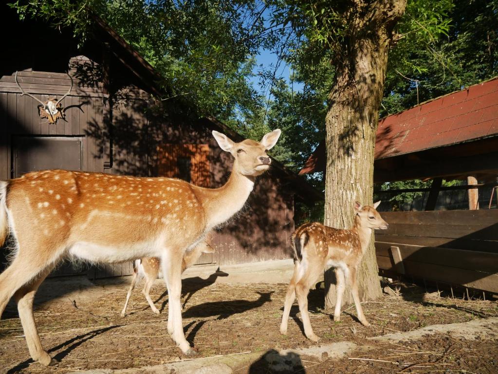 Zvířata v penzionu nebo okolí
