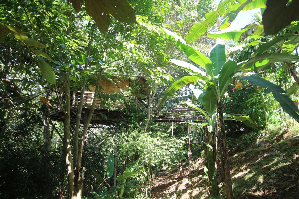 Um jardim no exterior de TREEHOUSE PILON PAVONES