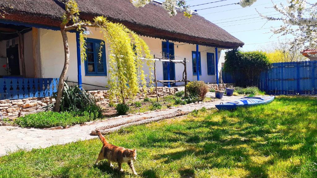 a cat standing in the grass in front of a house at Traditional House in Danube Delta in Jurilovca