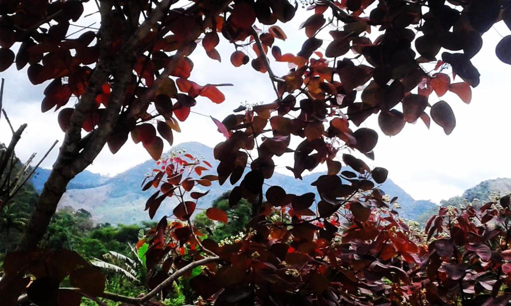  Charmosa Casa de Campo no Centro de Lumiar com Prainha de Rio Exclusiva no Quintal Wi-Fi e Churrasqueira