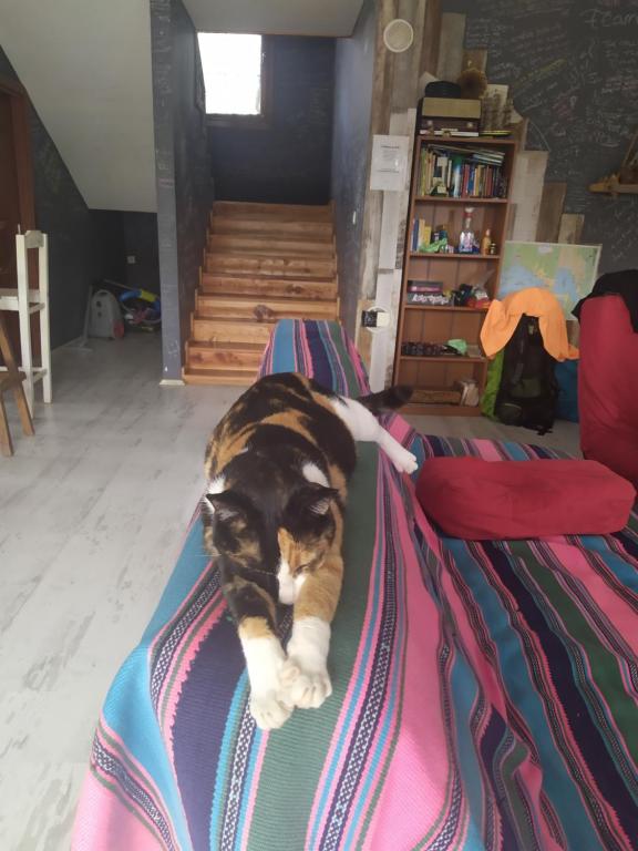 Domácí mazlíčci ubytovaní s hosty v ubytování Chillsteps Hostel