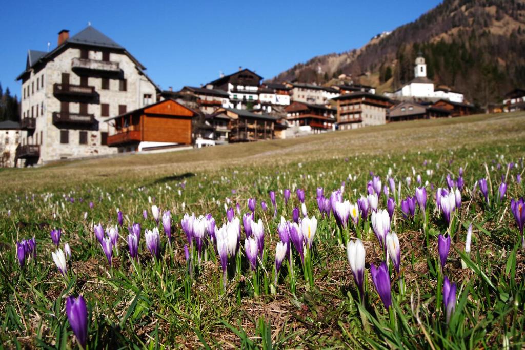 un montón de flores púrpuras y blancas en un campo en SAURISapar KHLEMELE, en Sauris