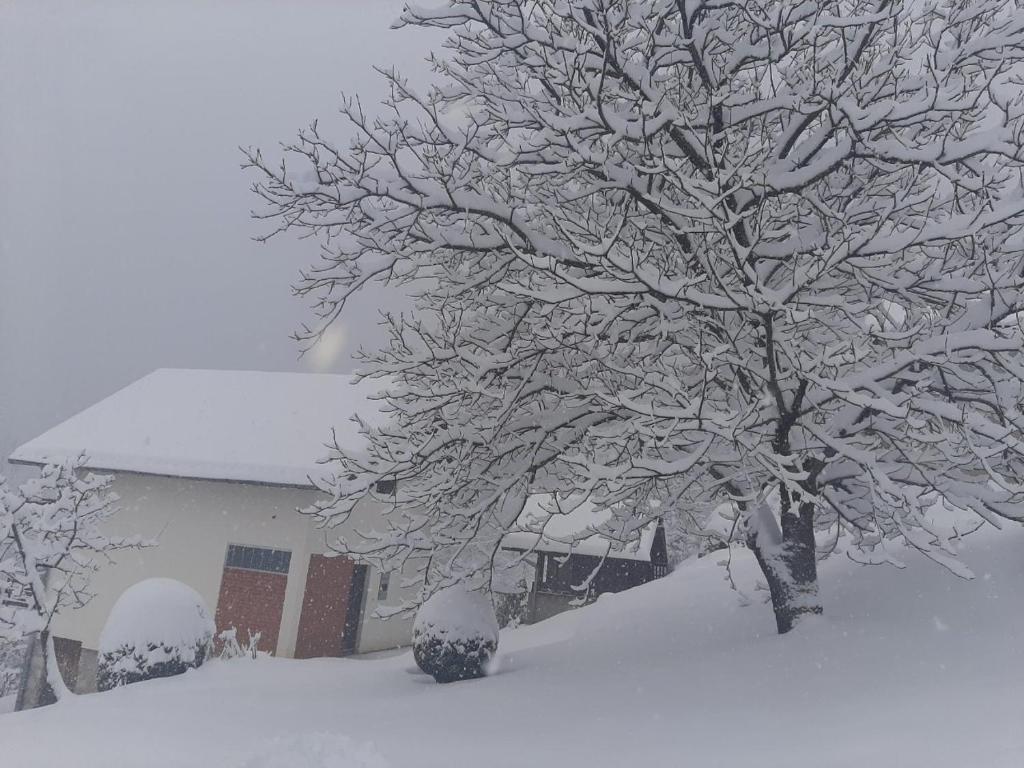 un árbol cubierto de nieve frente a una casa en Planinska kuća ,,Furtula" Jahorina, en Pale