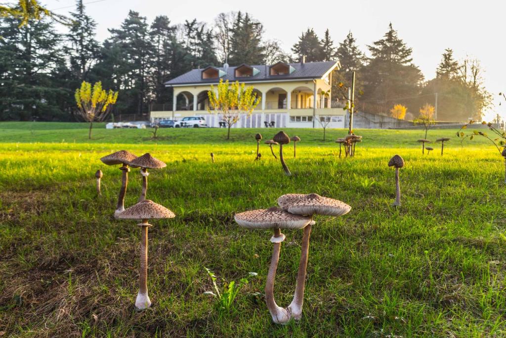 Zahrada ubytování B&B Alla Roggetta