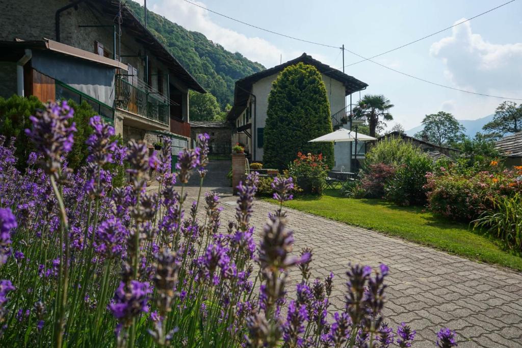 einen Garten mit lila Blumen vor einem Haus in der Unterkunft Bed & Breakfast Ai Fontana in Villar Pellice