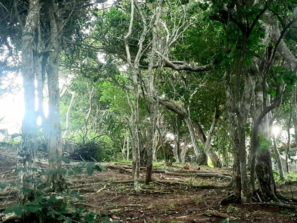  BOSQUES DOS SONHOS
