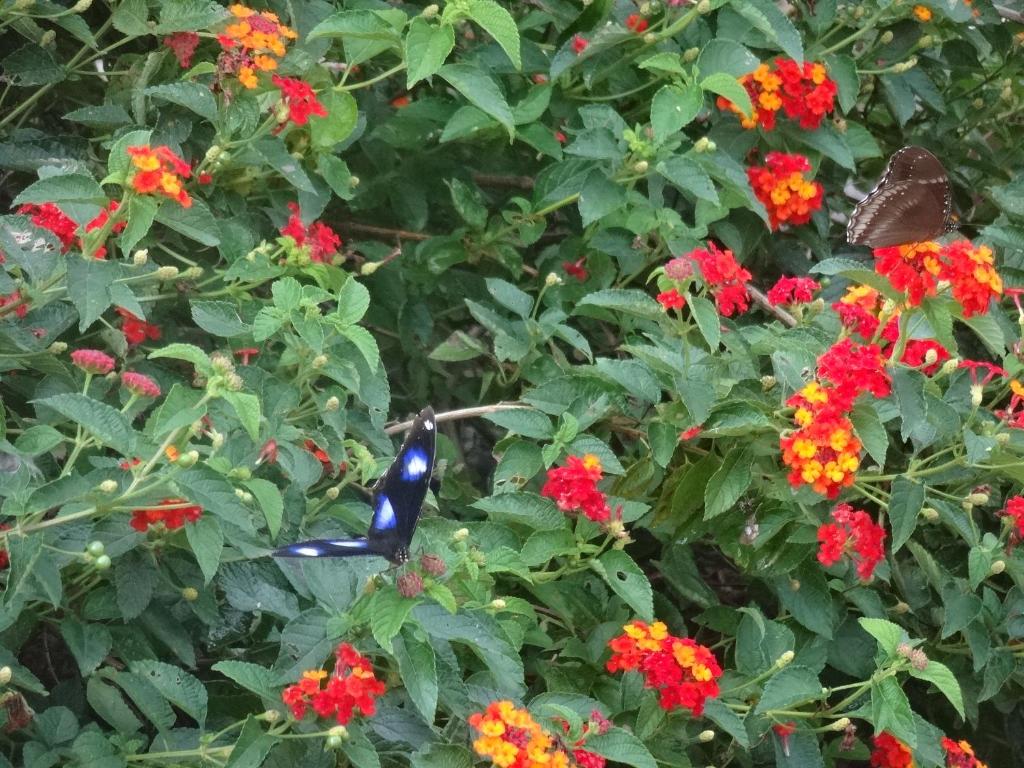 Aquaforest Camping Bhimashankar Updated 2021 Prices