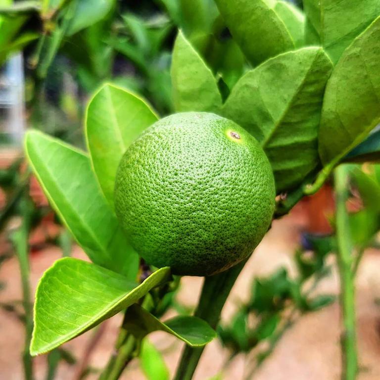  Rancho do Caubói