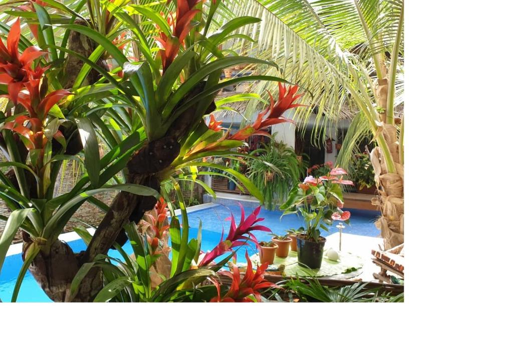 un jardín con plantas tropicales y una piscina en Ecologe en Abiyán