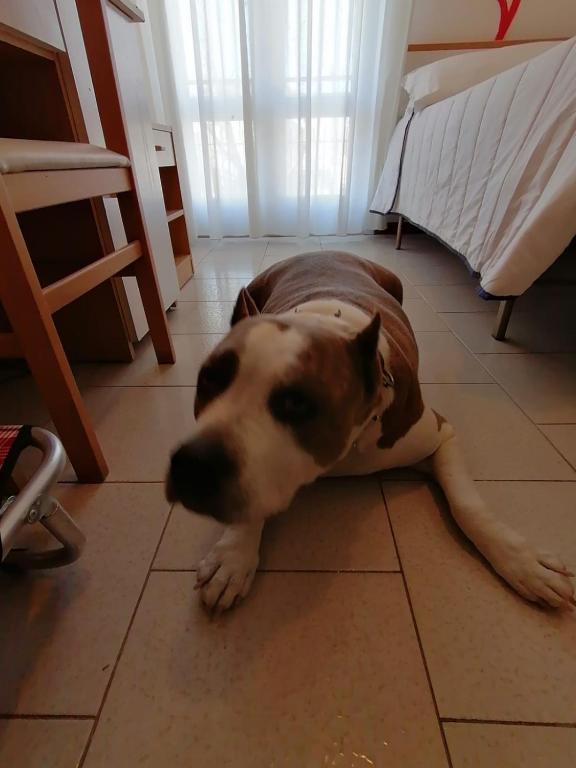 Domácí mazlíčci ubytovaní s hosty v ubytování Kristalex Pet Family Hotel