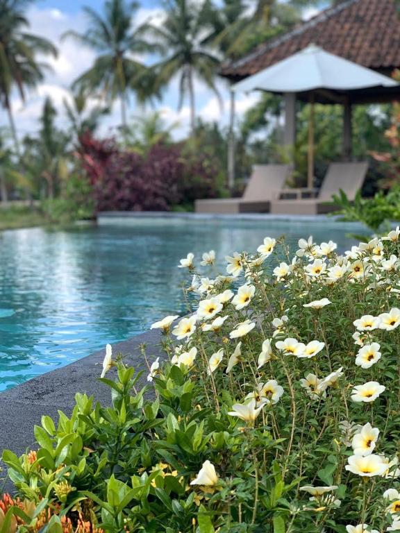 Bazén v ubytování Paraiso Cottage Ubud nebo v jeho okolí
