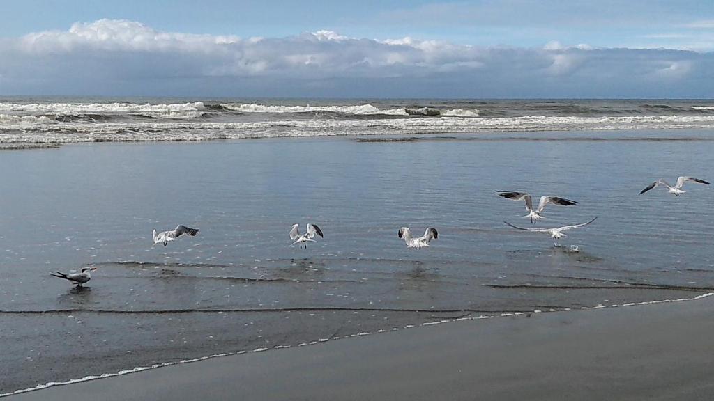  Seu AP na Vila Caiçara