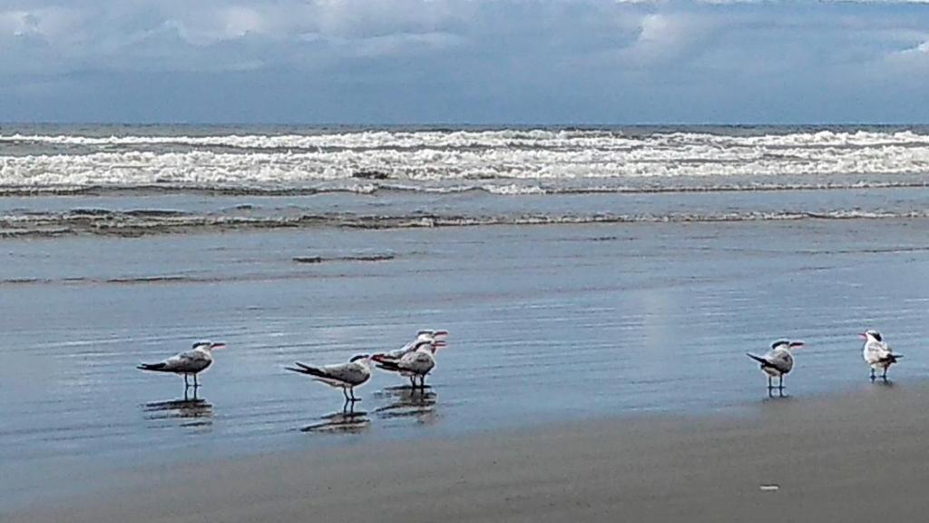  Seu AP na Vila Caiçara