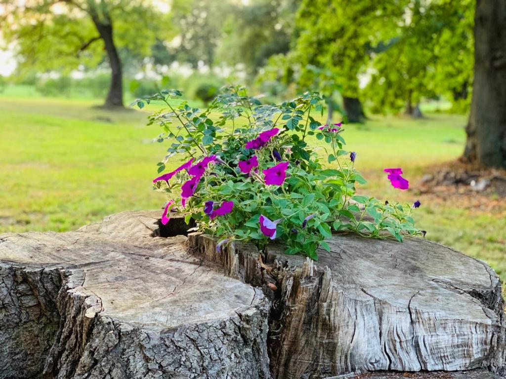 um toco de árvore com um vaso de flores sobre ele em Ferienwohnung am Eiskeller em Ankershagen