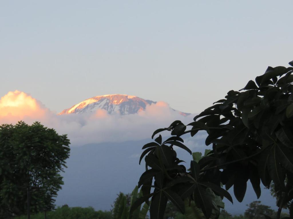 a mountain in the clouds with a tree in the foreground at Kilimanjaro White House Hotel in Moshi