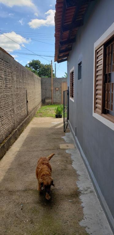  canto dos passarinhos