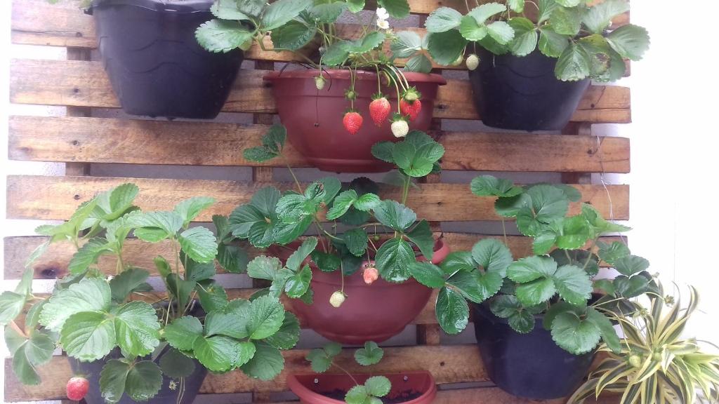  SUÍTES DOS MORANGOS