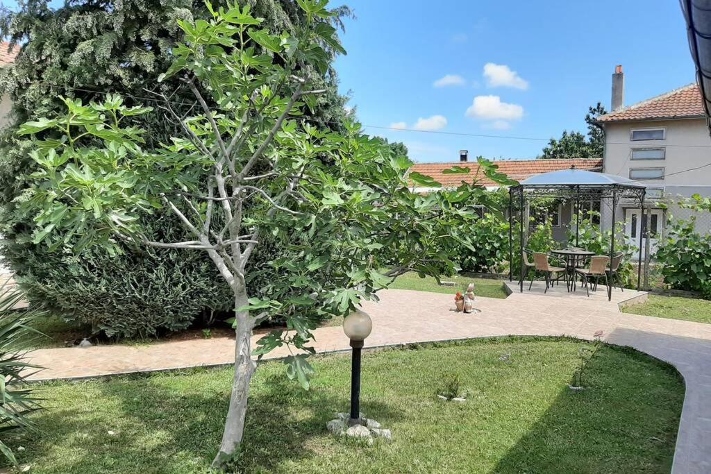 Zahrada ubytování Guesthouse Oasis-Shabla