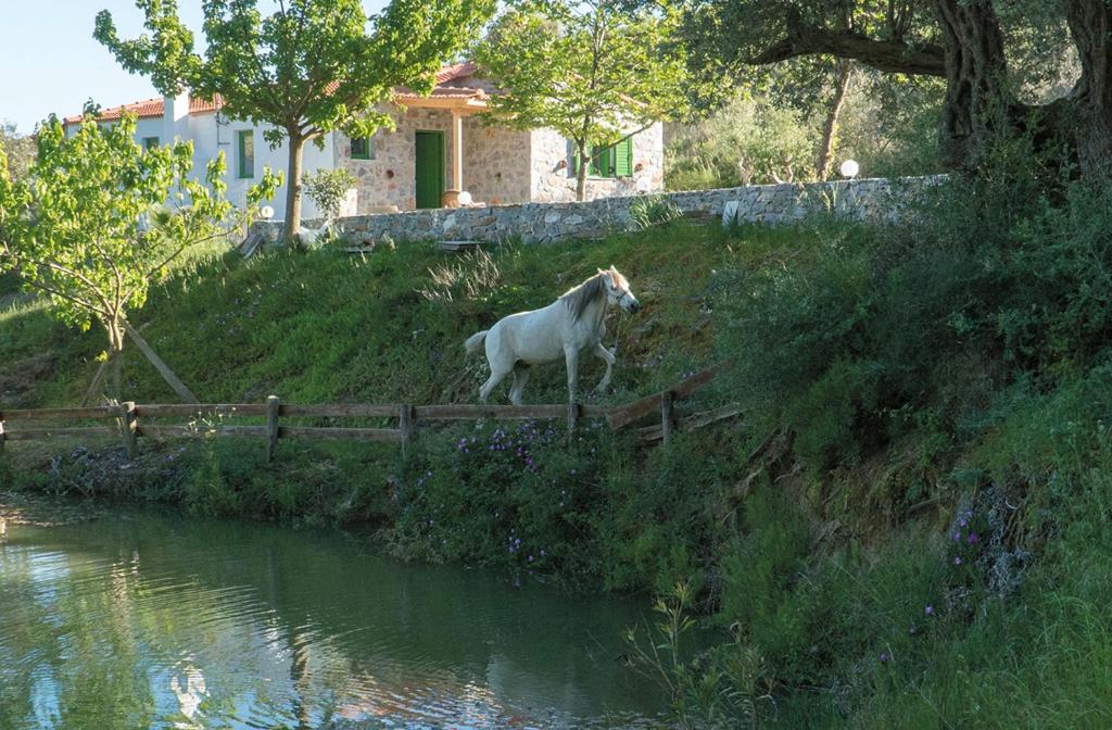 Un caballo blanco parado en una colina junto a un río. en Villa Elia, en Lambiní