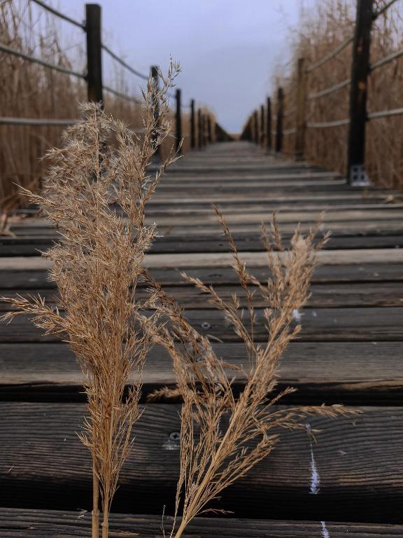 a wooden bridge with some tall grass on it at Sultan Pansion Bird Paradise in Ovaciftlik