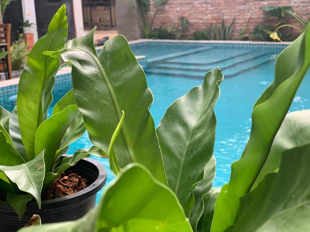 uma planta num vaso ao lado de uma piscina em The J Break Boutique em Kampot