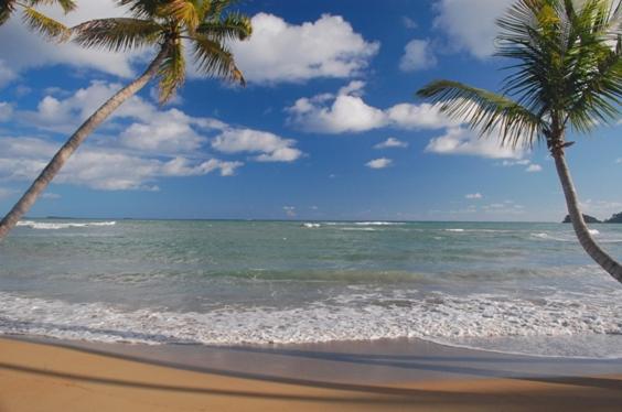 Deux palmiers sur une plage avec l'océan dans l'établissement Hotel Atlantis, à Las Terrenas