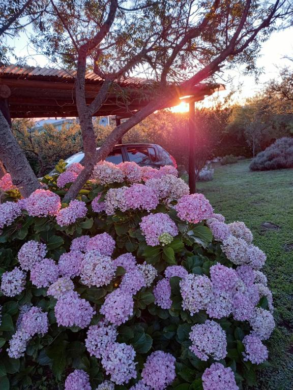 La Alquimia Casas de Campo