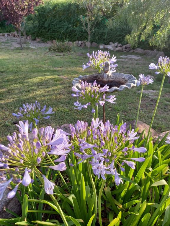 La Alquimia Casas de Campo