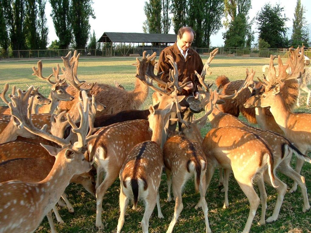 a man standing in front of a herd of deer at Casa Los Ciervos in Pirque