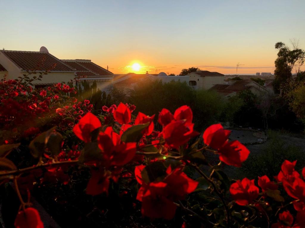 a group of red flowers in front of a sunset at Sonniges Apartment an der Costa Blanca in San Fulgencio