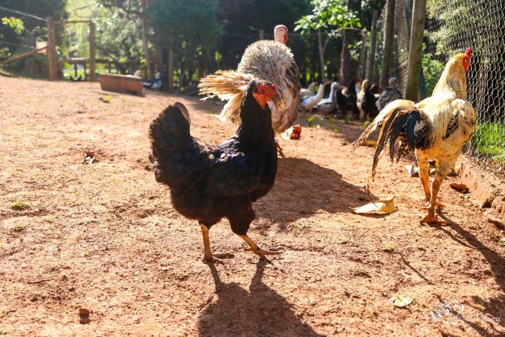  Pousada e Restaurante Victórios
