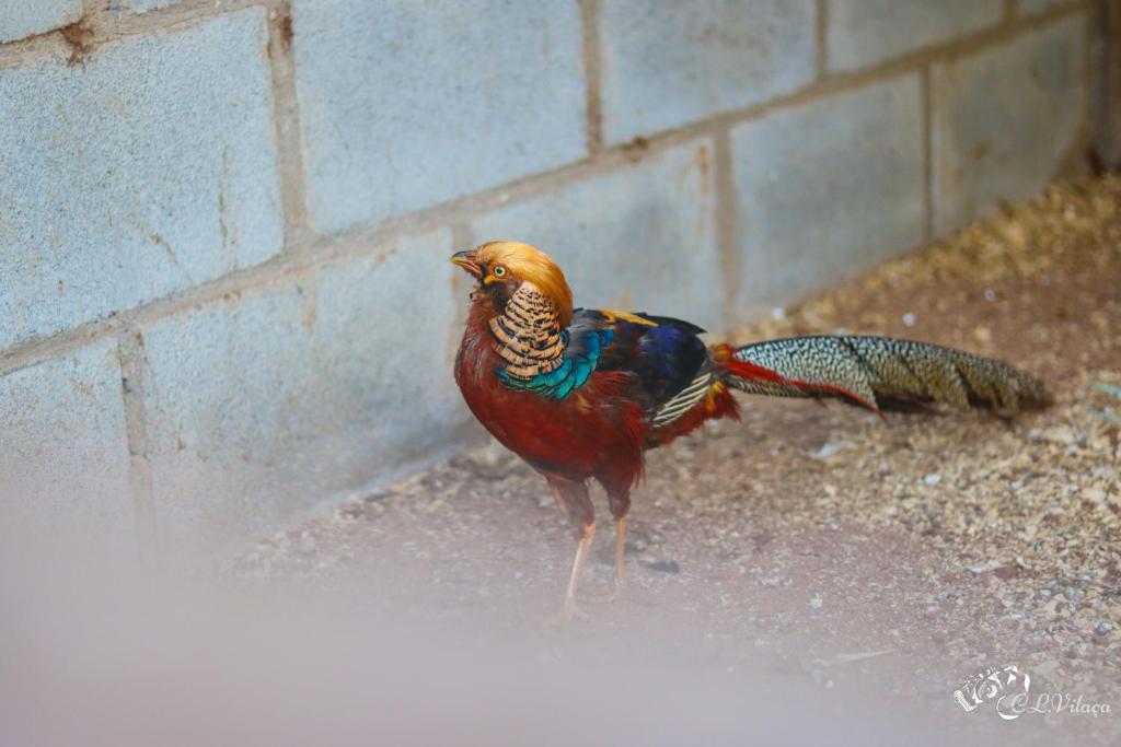  Pousada e Restaurante Victórios